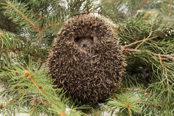 Hedgehog curled up on some pine branches.