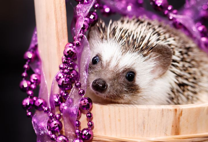 Hedgehog in a bucket with purple beads.