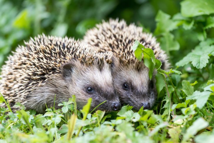 Two hedgehogs cuddled in the grass.