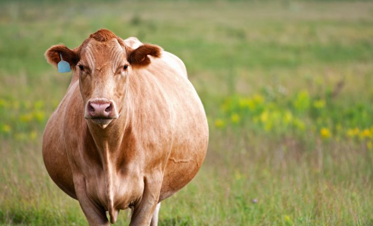 Pregnant cow in a field.