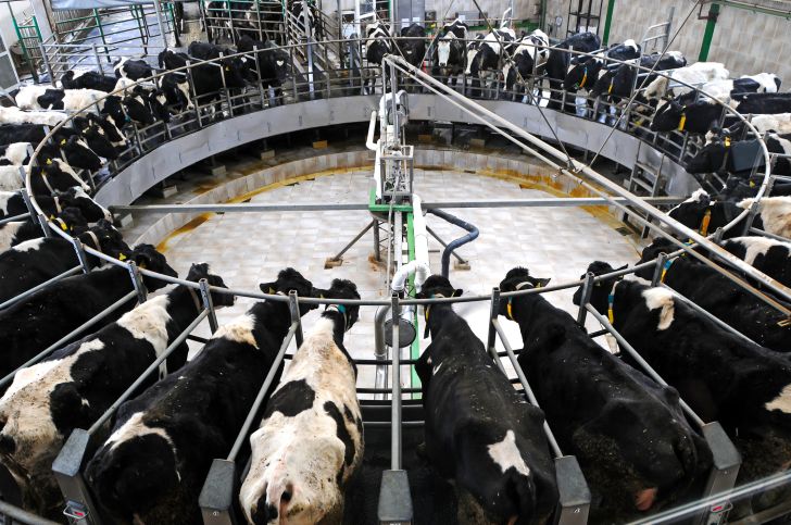 Cows in a rounded milking station.