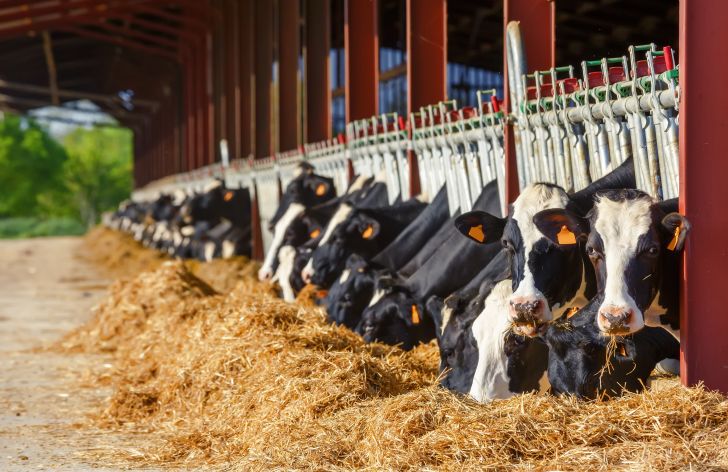 Cows eating hay in a row.
