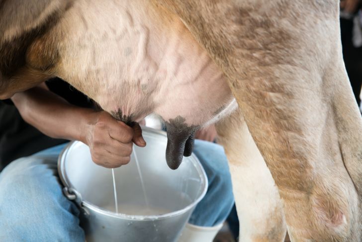 A cow being milked.