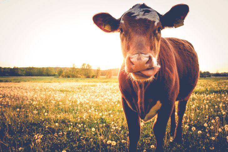 Cow looking at a camera.