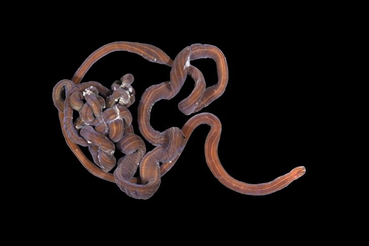 A bootlace worm against a black background.