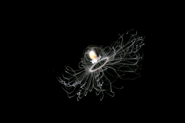 An immortal jellyfish lit up against a black background.