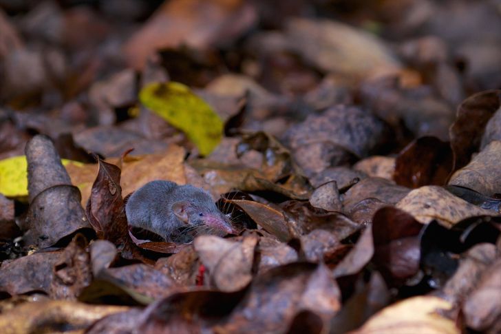 And Etruscan shrew blends in with fallen leaves.