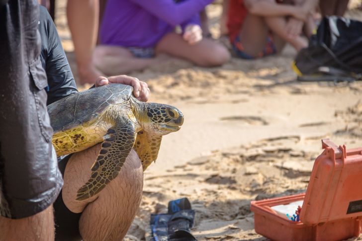A person holding a sea turtle