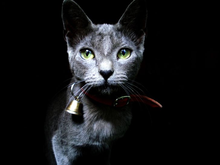 Black cat wearing a bell.