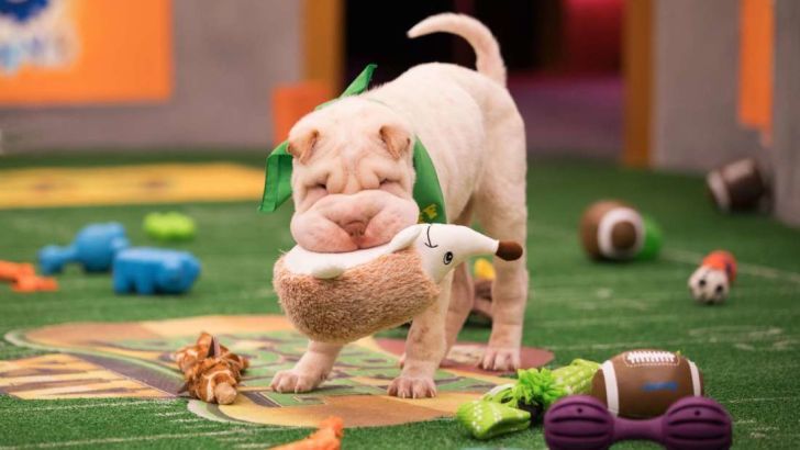 A puppy plays with a toy at the Puppy Bowl.