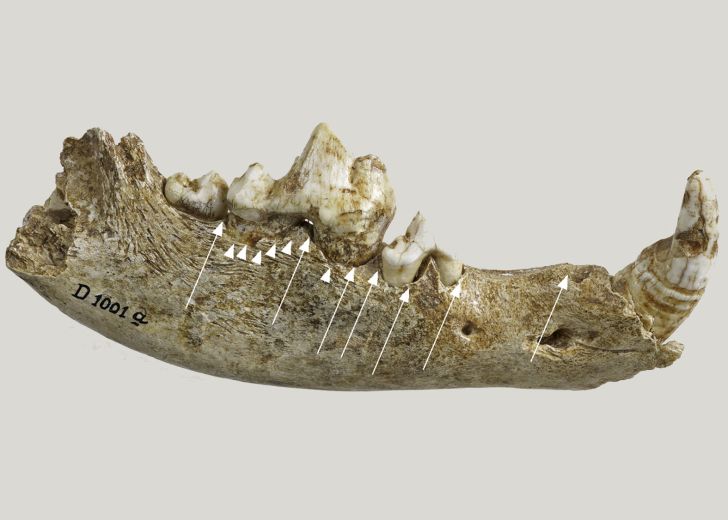 A canine jawbone