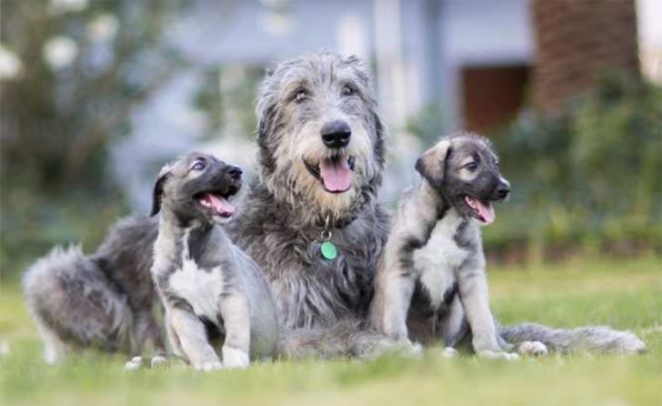 Two identical puppies and their mother sit in the grass.