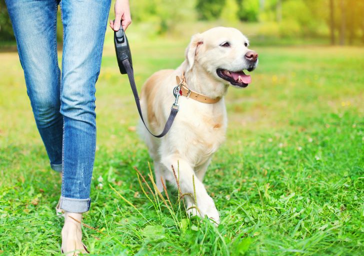 Dog on leash