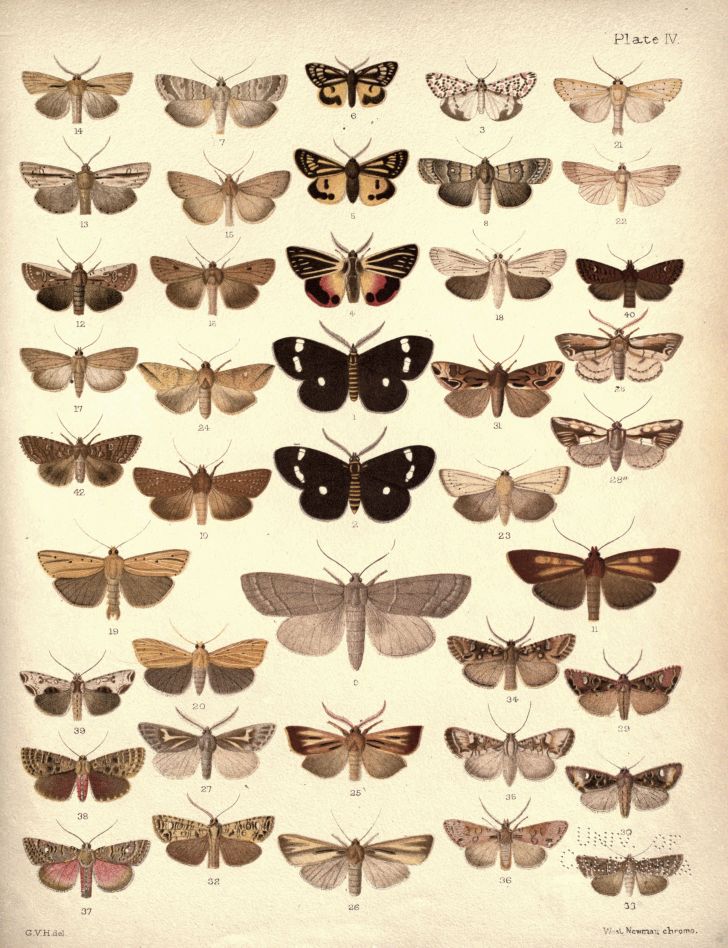 Collection of New Zealand moths and butterflies