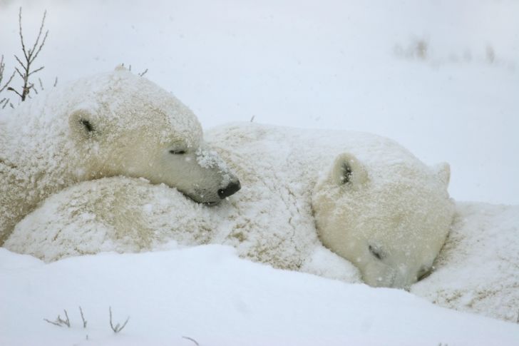 Two polar bears sleep covered in snow.