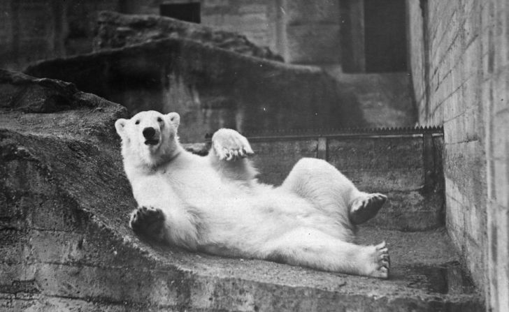 A 1938, black-and-white photo of a polar bear lying on its back in a zoo