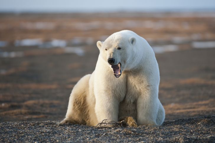 A large polar bear opens its mouth in a roar.