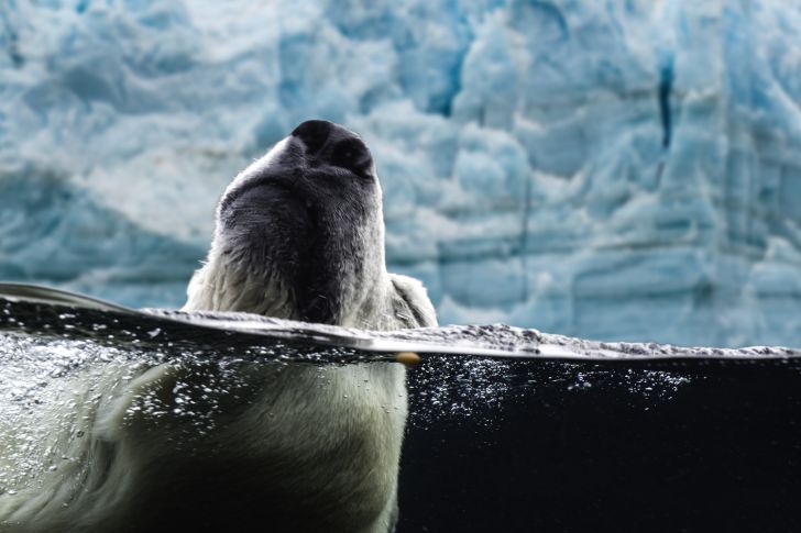 A swimming polar bear peeks its nose out of the water.