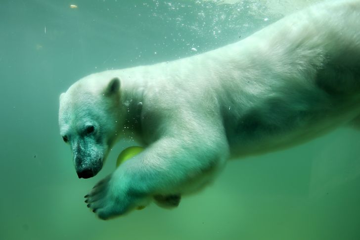 A polar bear in a zoo swims with a ball.