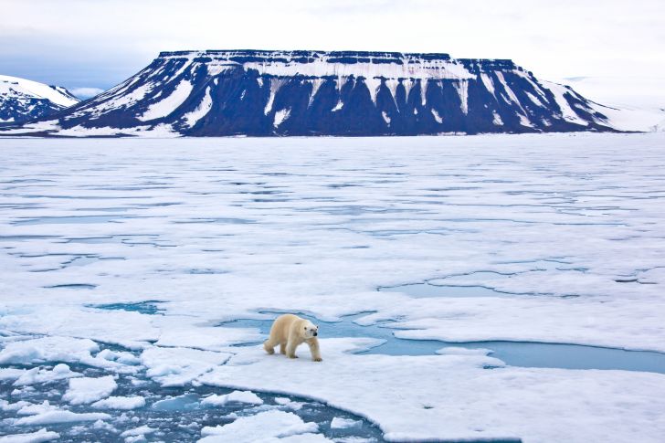 A polar bear walks across a large field of ice.