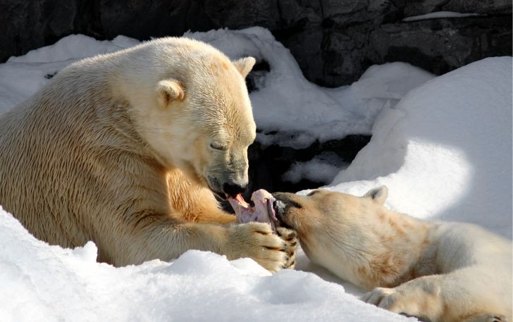 A polar bear shares food with a cub.