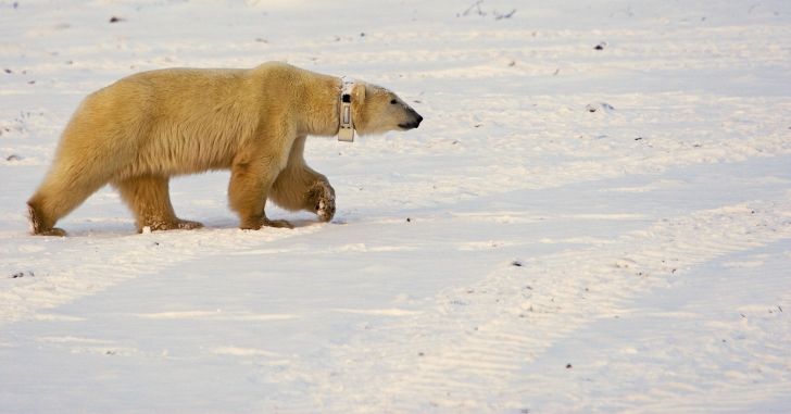 A polar bear wears a tracking collar.