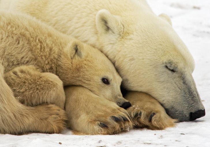 A polar bear sleeps cuddled next to her cub.