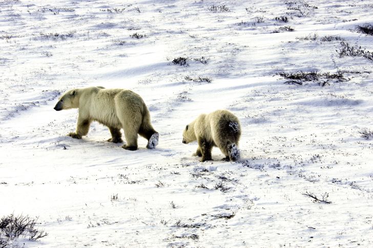 Two polar bears walk through the snow.