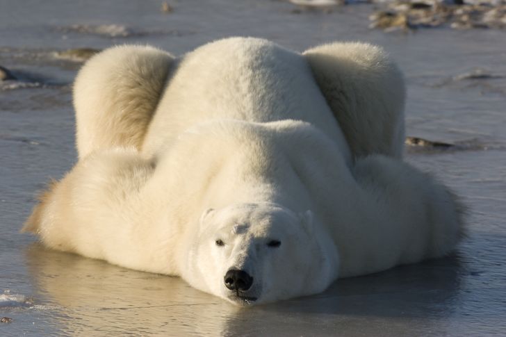 A polar bear sprawls out on its stomach.