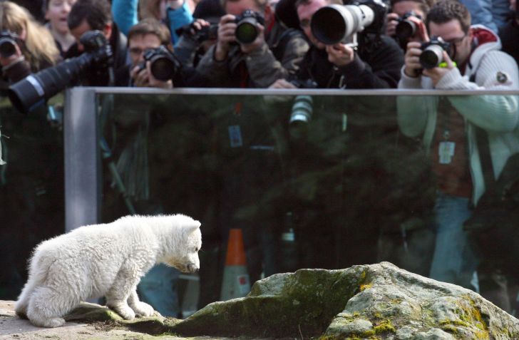 Photographers crowd in front of a barrier to photograph Knut at a zoo.