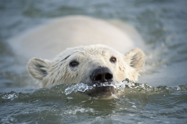 A polar bear swims toward the camera.
