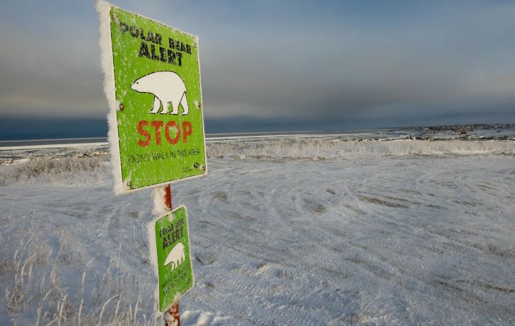 A green sign in a snowy field reads 'Polar Bear Alert: Stop.'