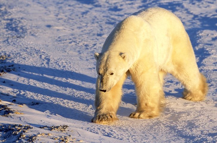 A polar bear walks across the snow at sunset.