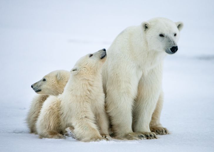A polar bear sits with her two cubs.