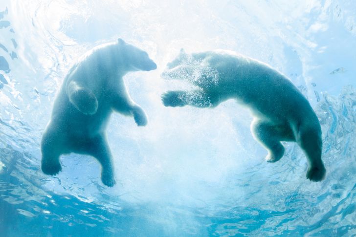 A shot from below of two polar bears swimming in clear blue water