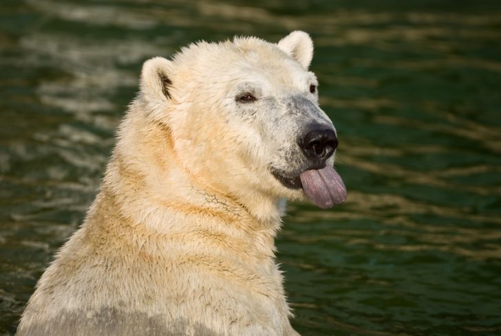 A wet polar bear sticks its tongue out.