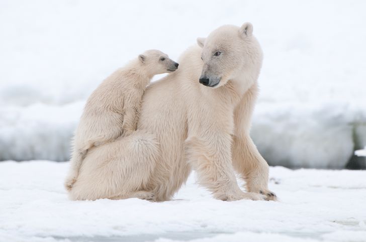 A polar bear cub sits on its mother's back.