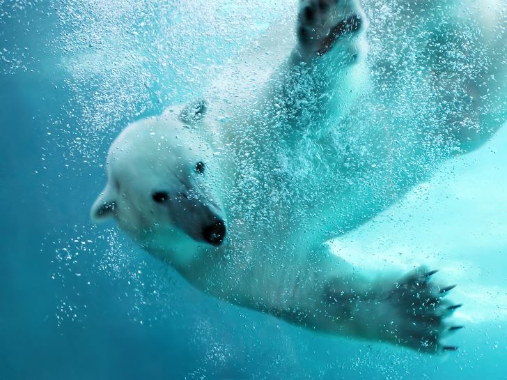 A polar bear swipes its paws in the water.