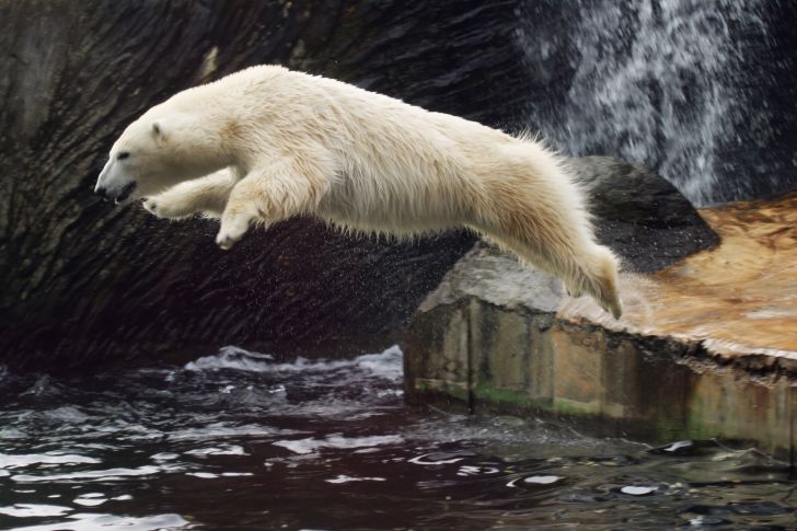 A polar bear leaps into the water.