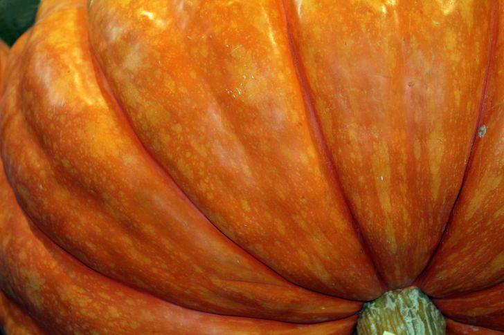 Close-up of a giant pumpkin.