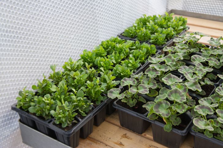 Boxes of plants near a wall of Bubble Wrap.