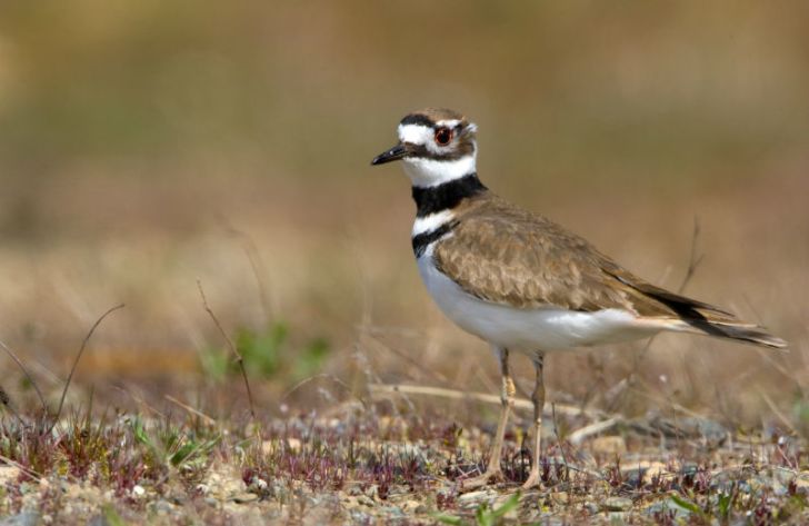 A killdeer stands in the middle of a field