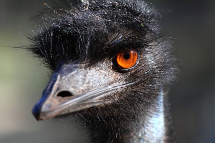 Portrait of an emu.