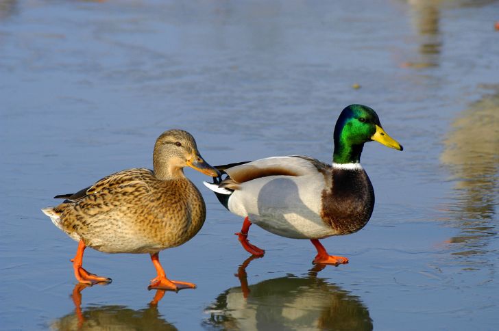 Two ducks walking on a beach.