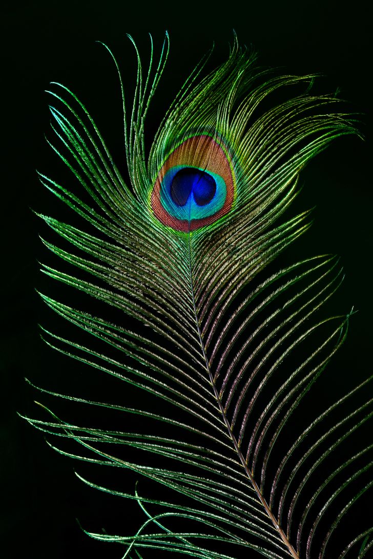Peacock feather