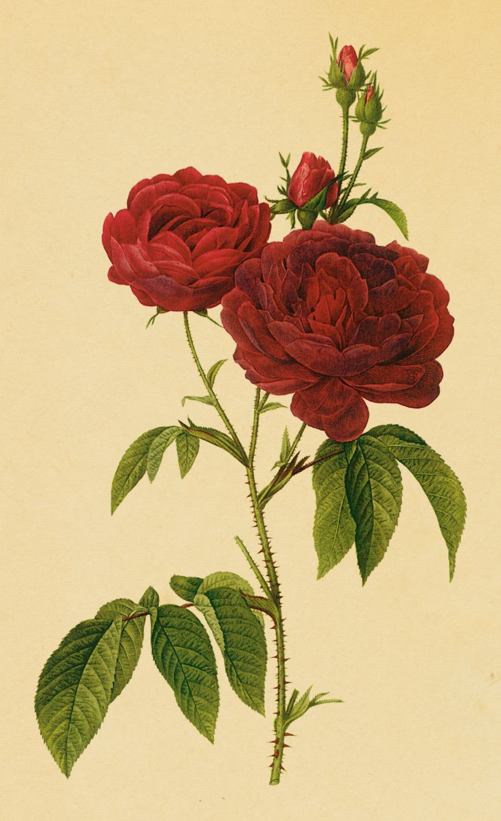 illustration of red roses