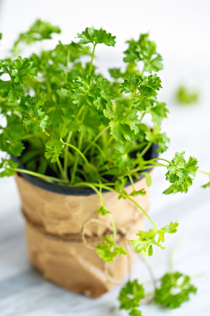potted parsely