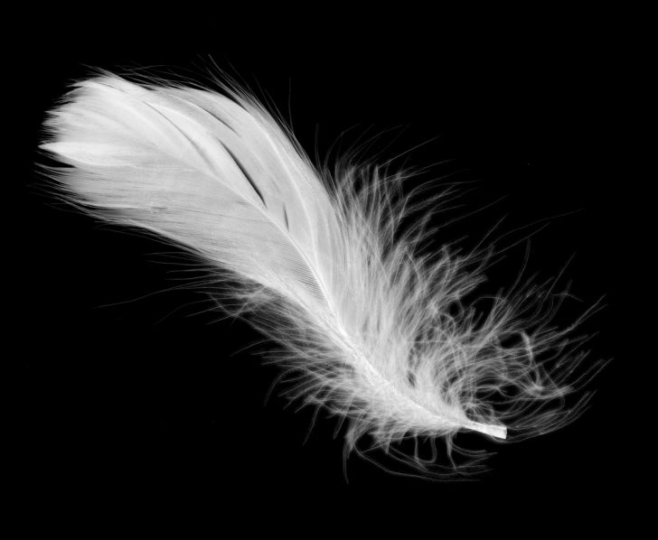 A white feather on a black background.