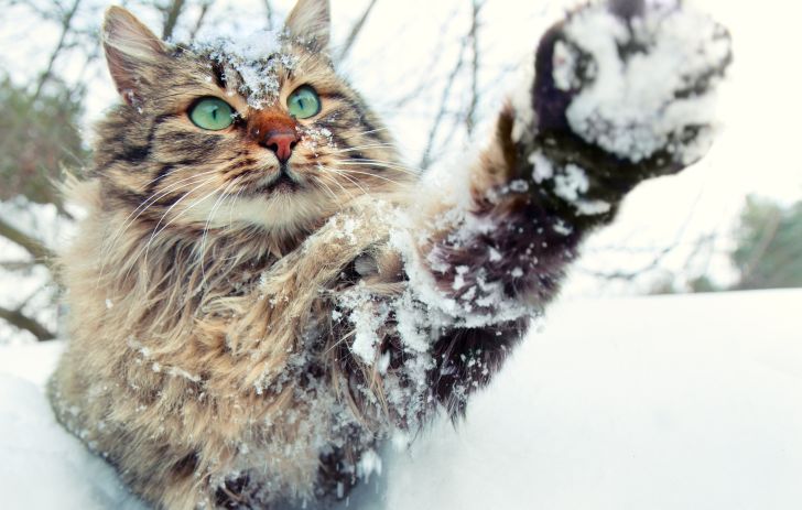 A long-haired tabby cat playing in the snow.