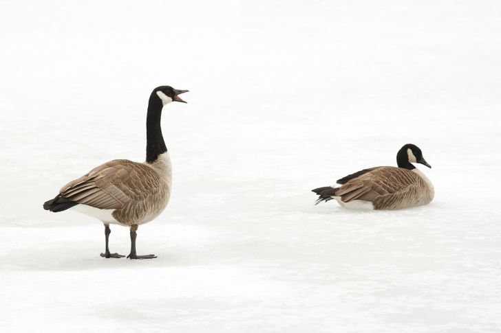 Two Canadian geese on a frozen pond.
